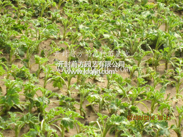 開(kāi)封前方園藝——菊花種苗廠家直銷